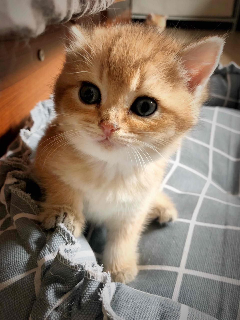 跟你换..... 小猫换小猫