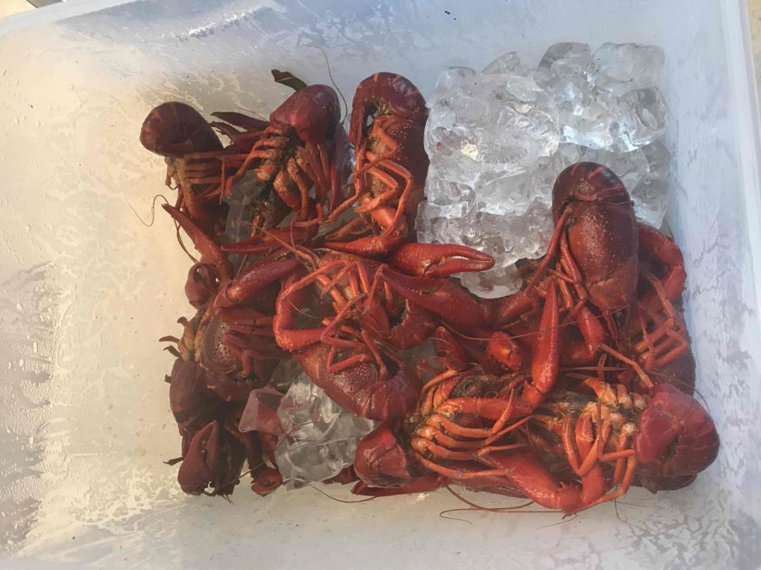 冰镇威士忌小龙虾了解一下🦐