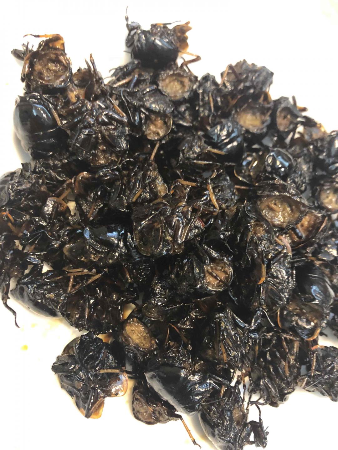 蝉发一声时，单麦带两杯