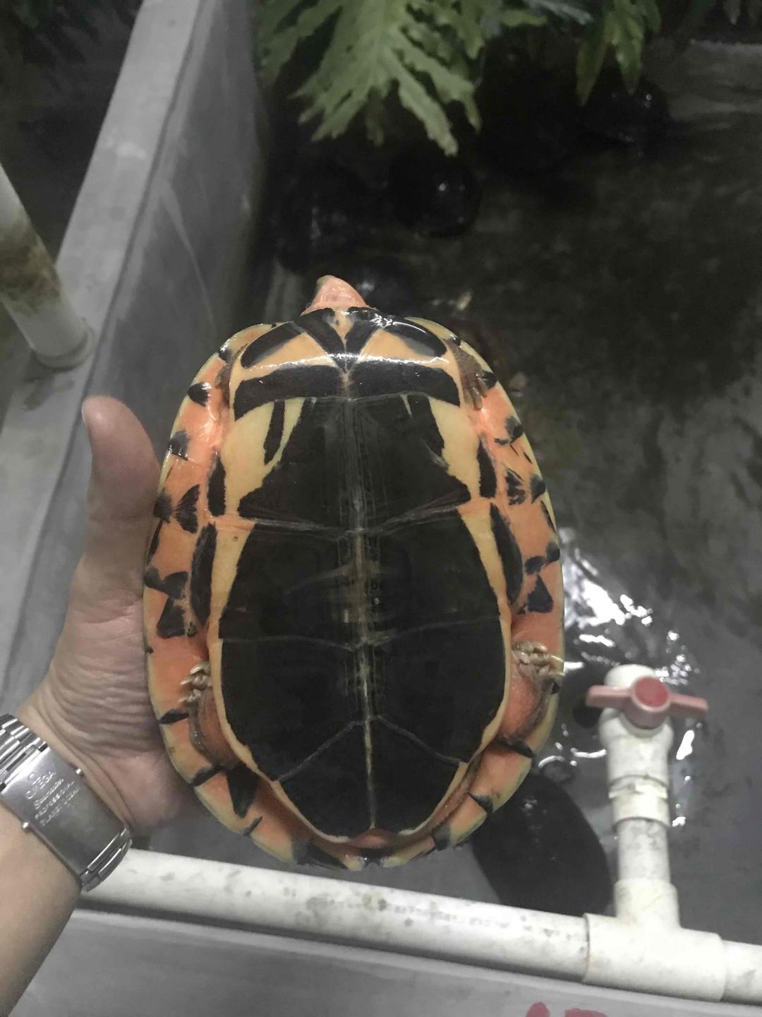 除了酒之外的爱好<img src='https://sdata.whiskyworm.com/xcxpics/emoji_7.png' class='emoji' />