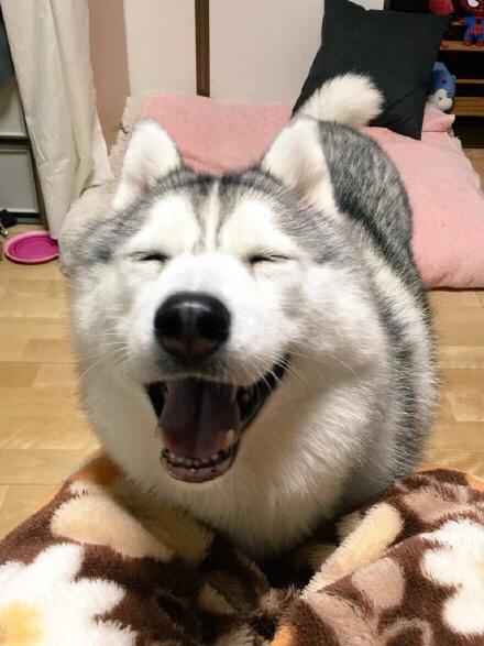 和朋友小酌<img src='https://sdata.whiskyworm.com/xcxpics/emoji_3.png' class='emoji' />新开了dalmore18，balvenie21 port wood ，ardbeg blasda light peat