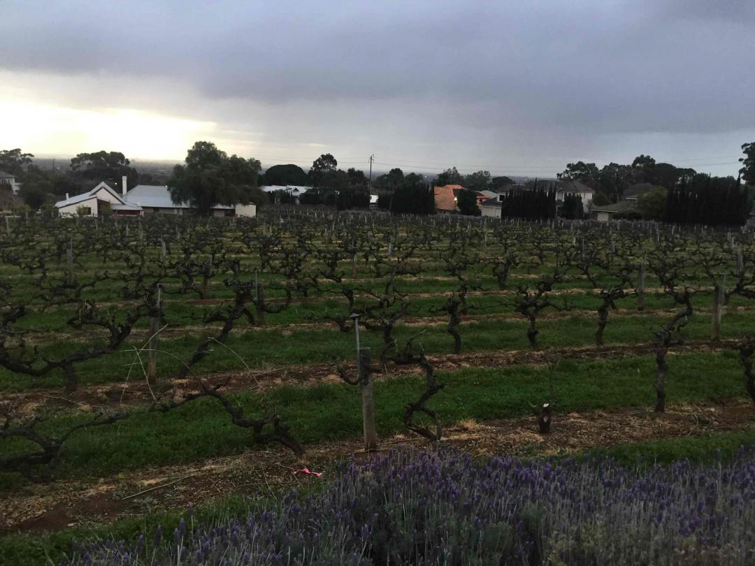 顺便逛逛奔富，奔着富来