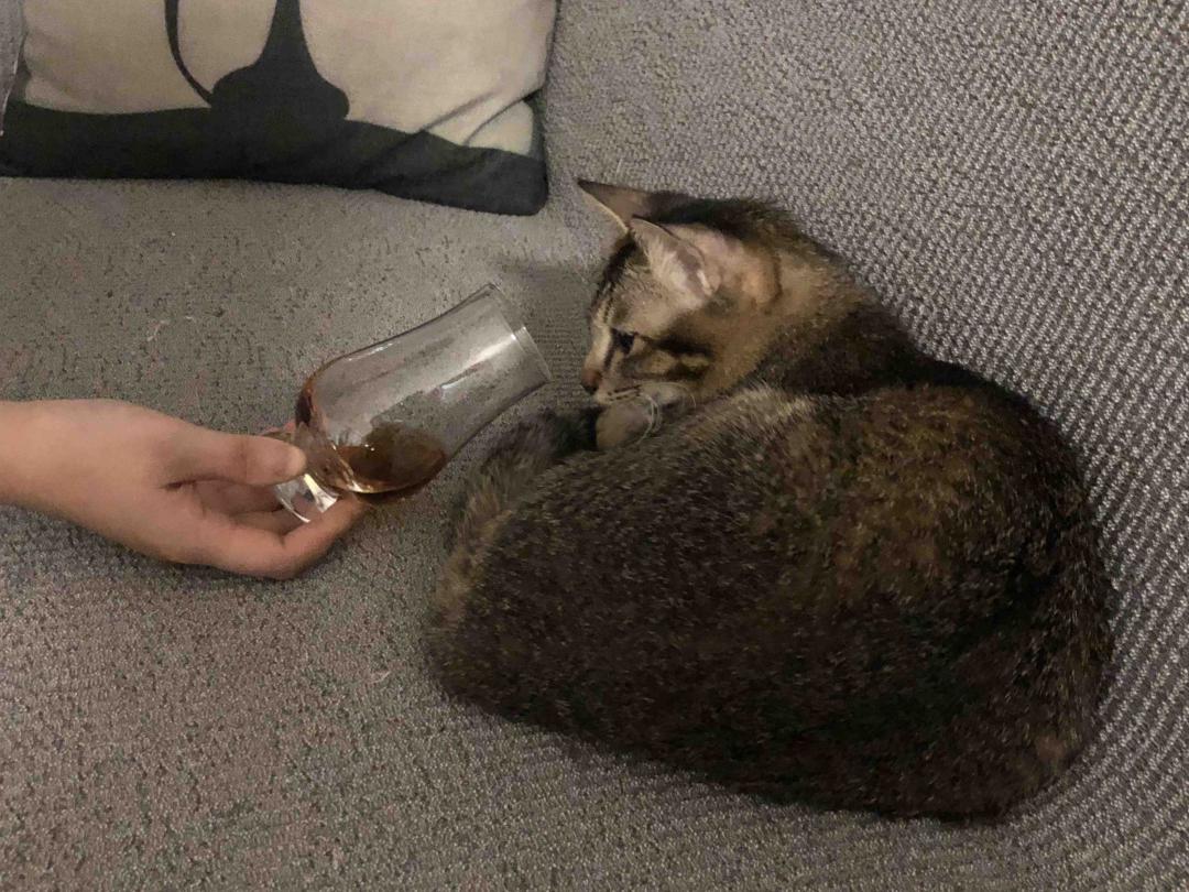 金鳞与猫 🐟&🐱