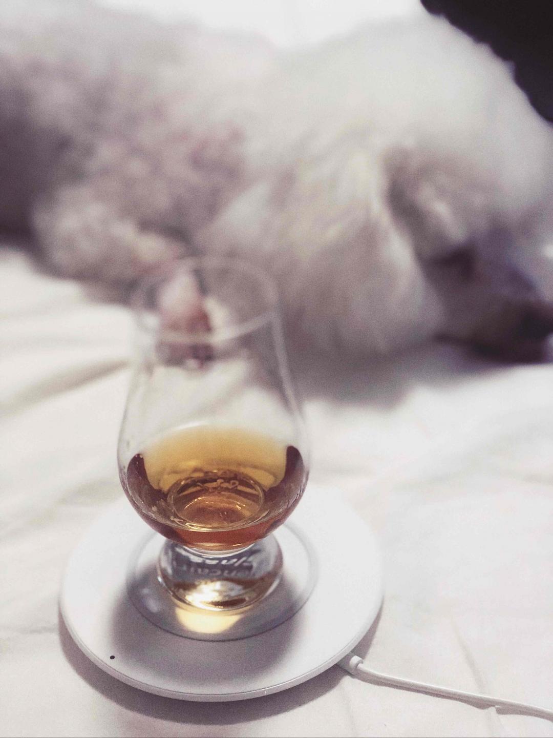 开局一人一狗一杯酒