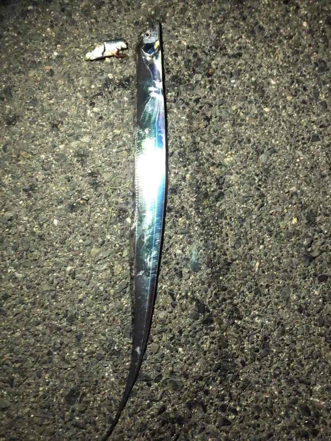 昨天上午酒廠喝酒下午海邊釣魚可惜釣魚沒帶酒 到晚上好冷<img src='https://sdata.whiskyworm.com/xcxpics/emoji_21.png' class='emoji' />休閒生活結束 今天開始好好工作<img src='https://sdata.whiskyworm.com/xcxpics/emoji_31.png' class='emoji' /><img src='https://sdata.whiskyworm.com/xcxpics/emoji_31.png' class='emoji' /><img src='https://sdata.whiskyworm.com/xcxpics/emoji_31.png' class='emoji' />