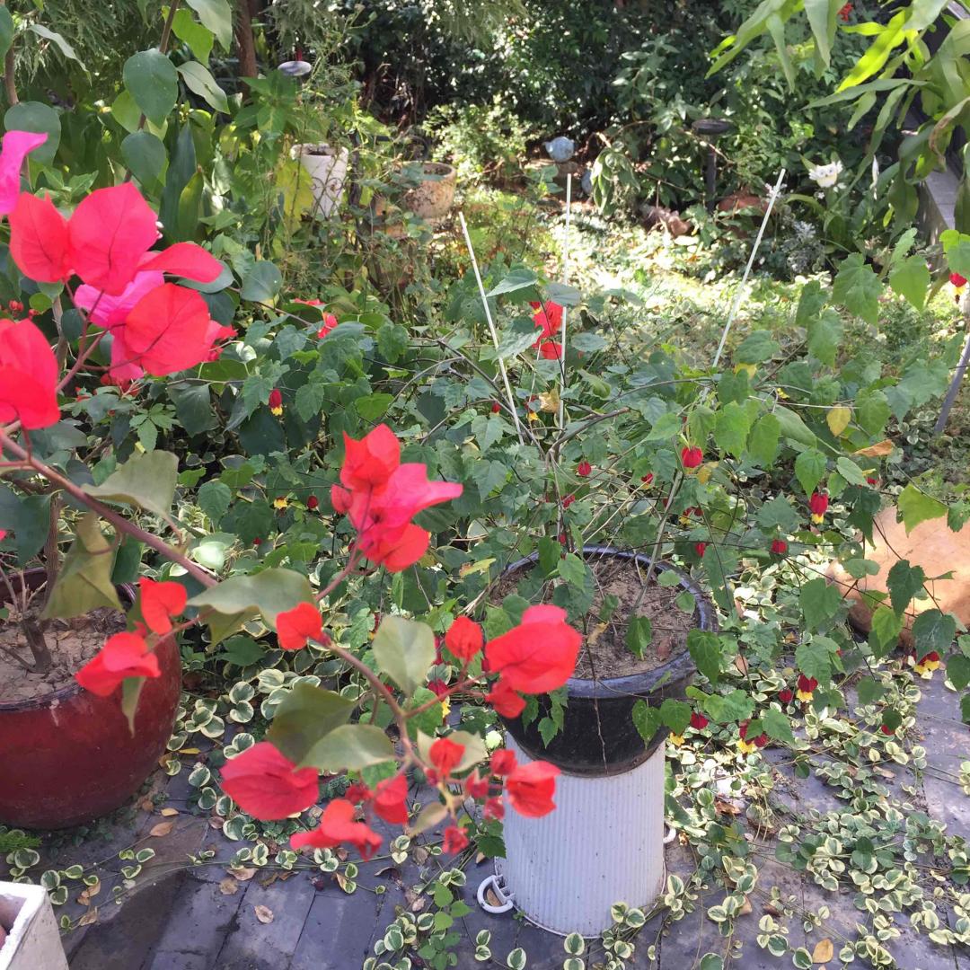 秋华秋实秋意浓，醉言醉语醉秋风