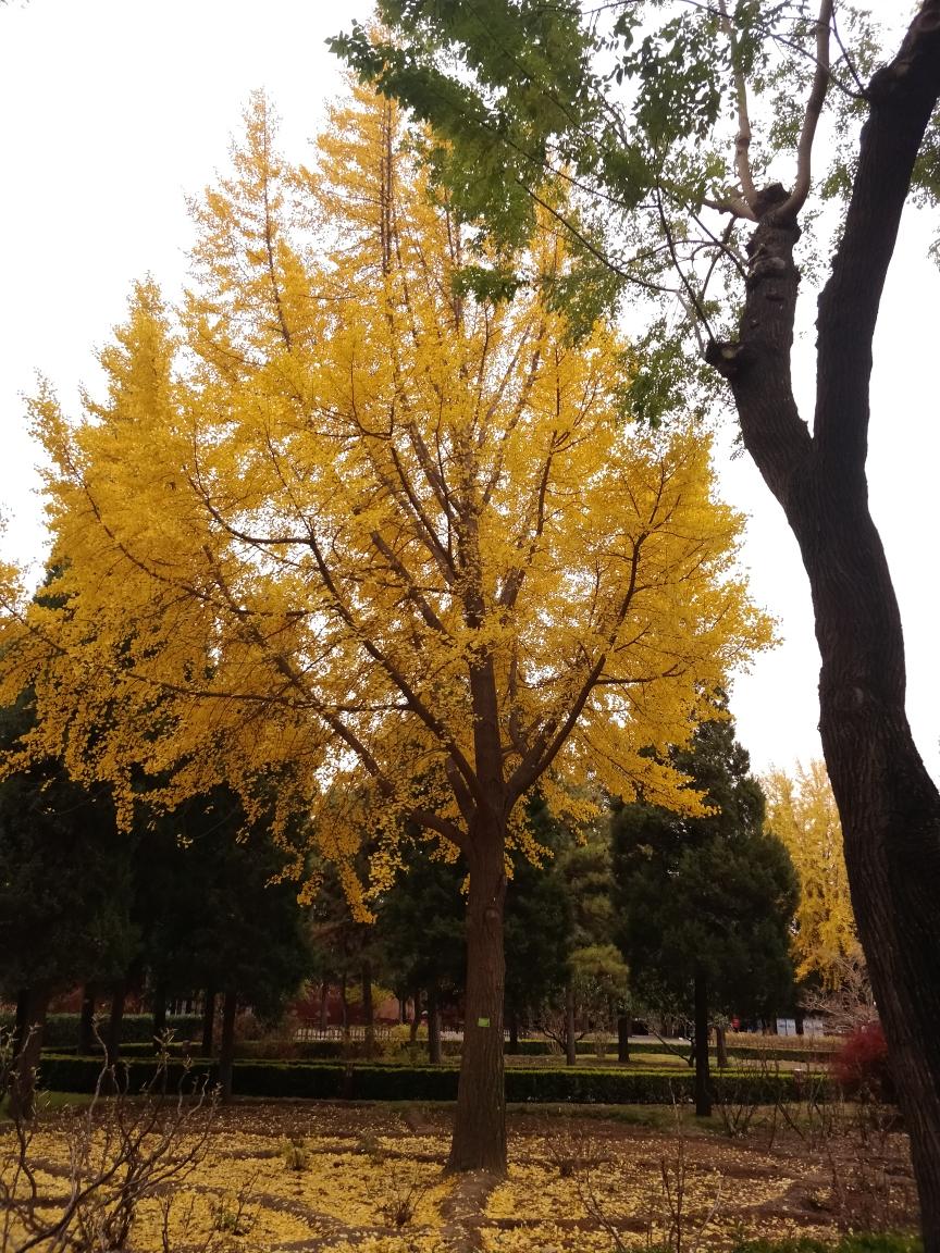 兰芷清露醉秋风