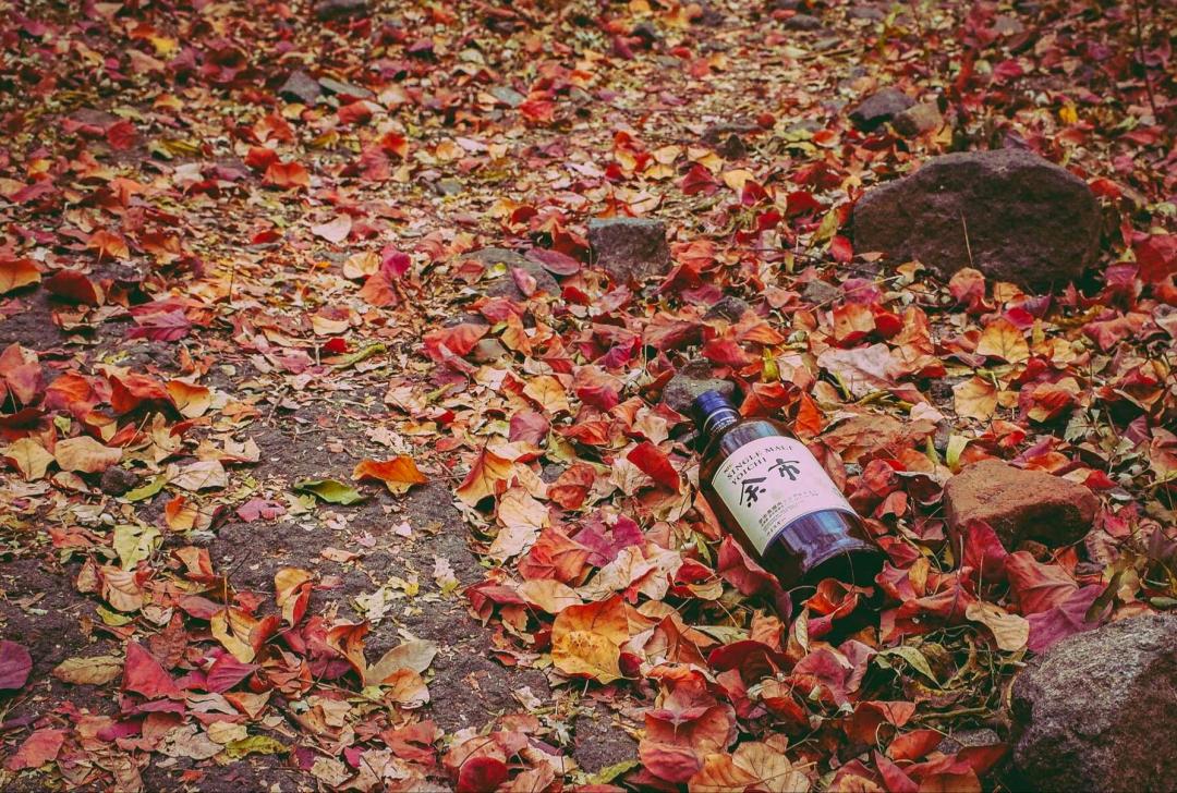 醉秋风 枯藤老树昏鸦