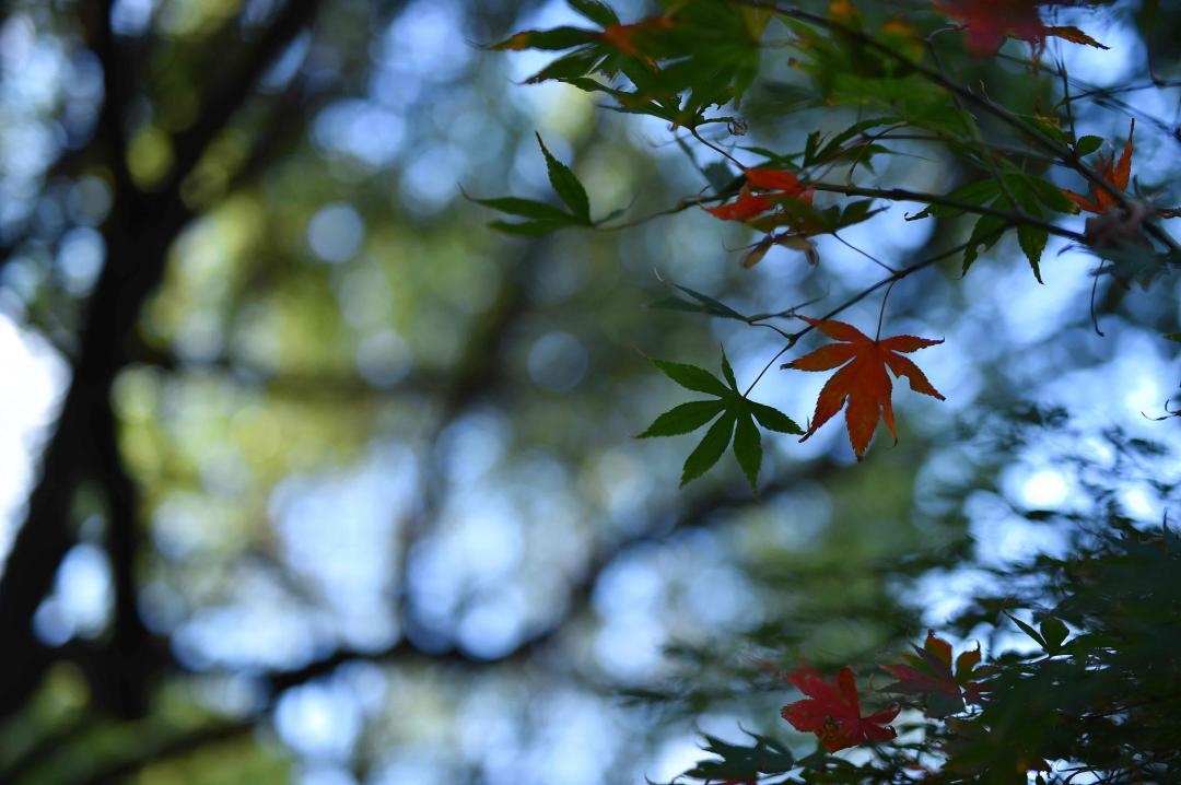 暮色微醺醉秋风