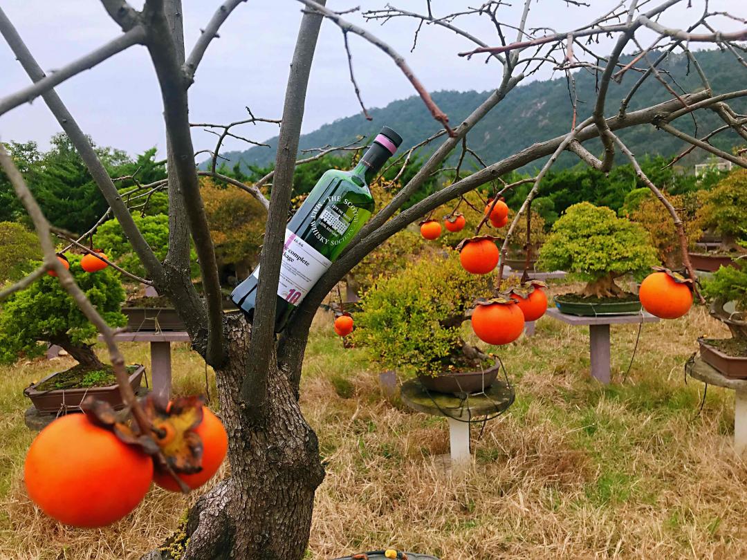 野柿红叶醉秋风