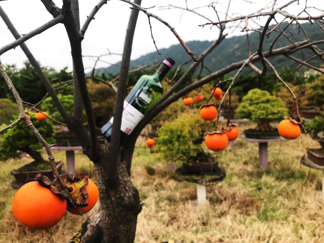 野柿红叶醉秋风