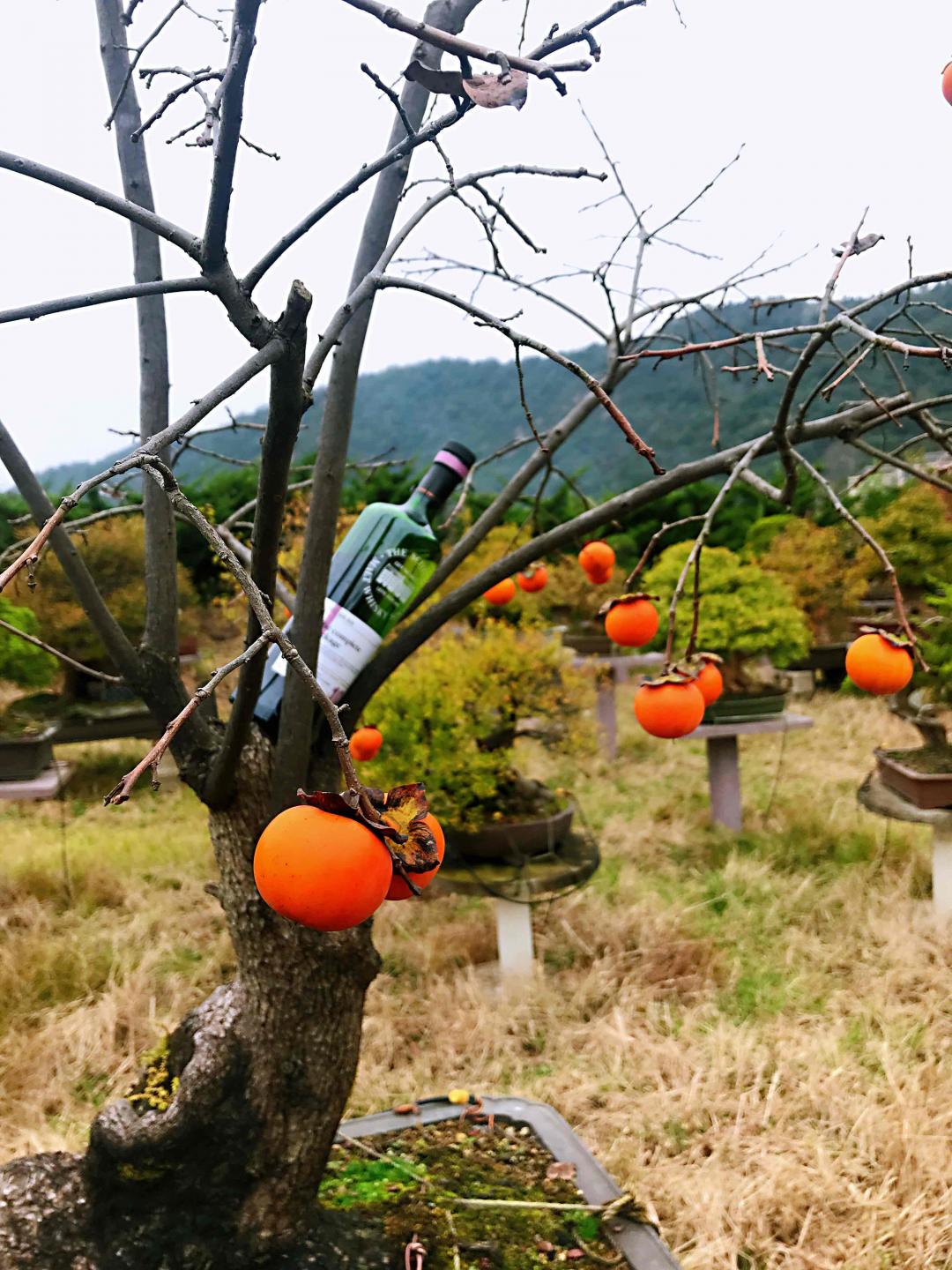 野柿红叶醉秋风