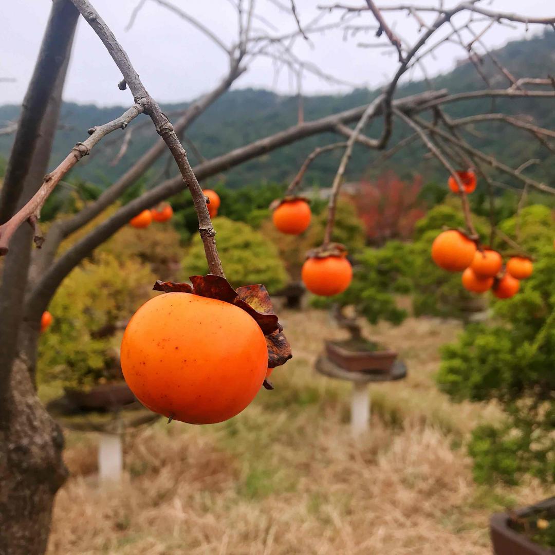 野柿红叶醉秋风