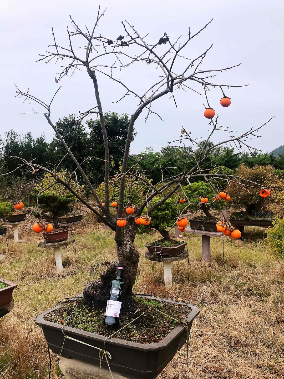 野柿红叶醉秋风