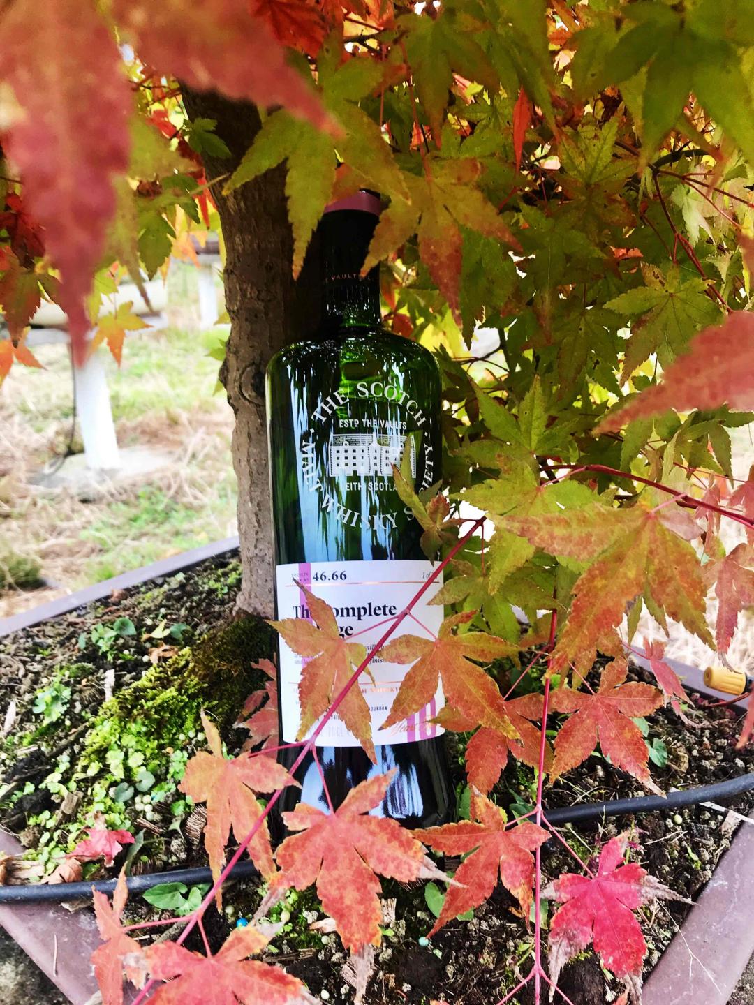 野柿红叶醉秋风