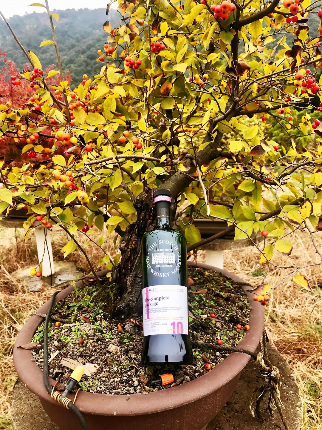 野柿红叶醉秋风