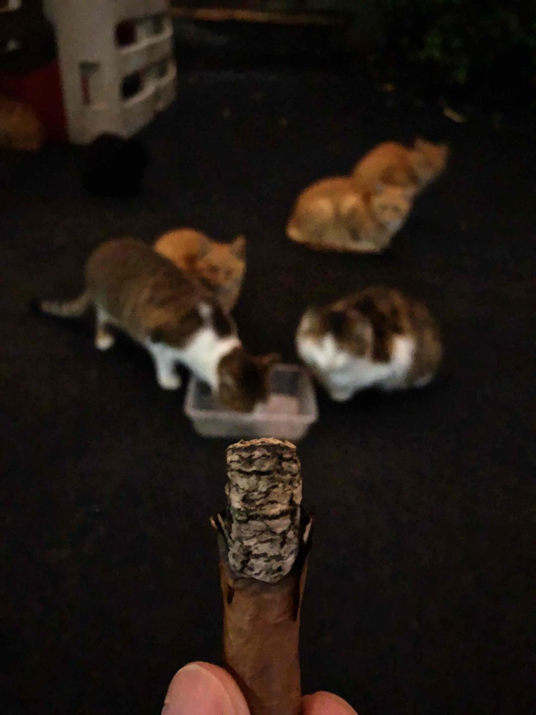 半根烟，两口酒，几只猫，一段夜路~