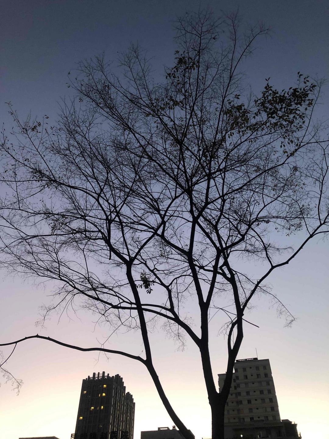 秋宴还未赴，小雪悄悄来.