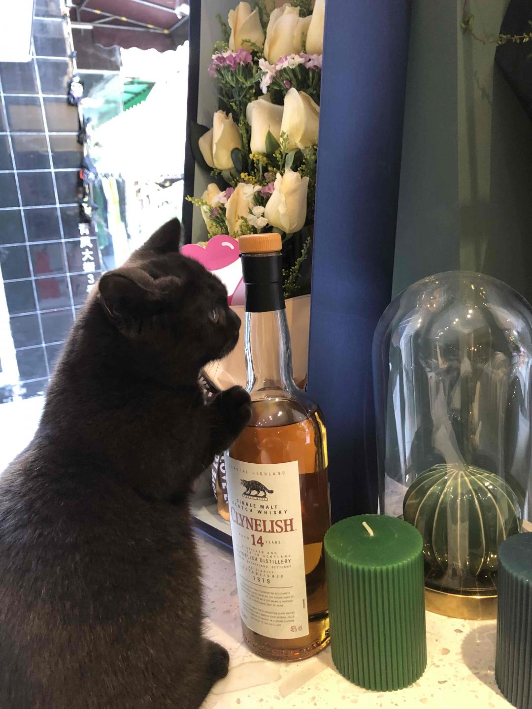 小猫14和小猫4个月<img src='https://sdata.whiskyworm.com/xcxpics/emoji_21.png' class='emoji' />