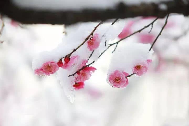 傲寒—品丁斯顿21年单桶“春”