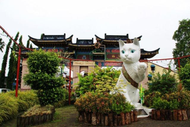 最佳口粮 和猫有关的故事Kuching & Clynelish