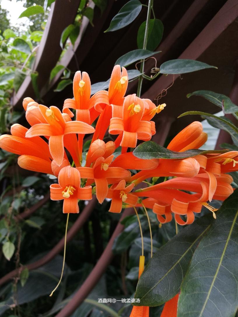 新年。祝君飞翔。