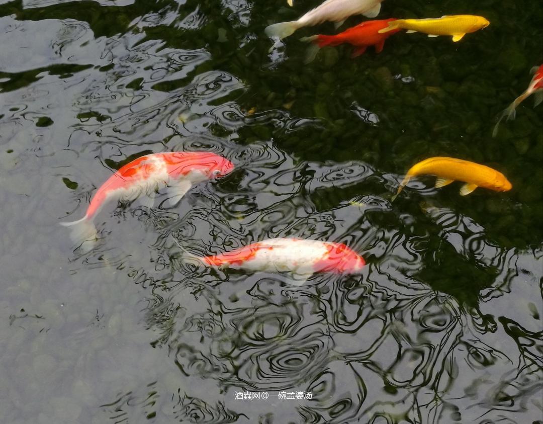 新年。祝君飞翔。