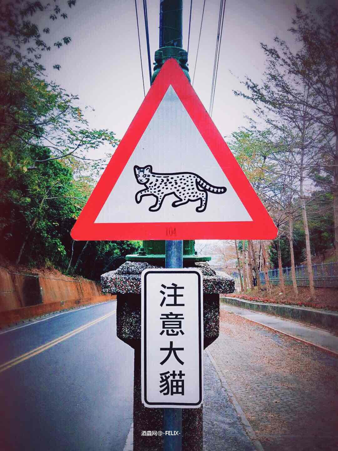 注意大猫