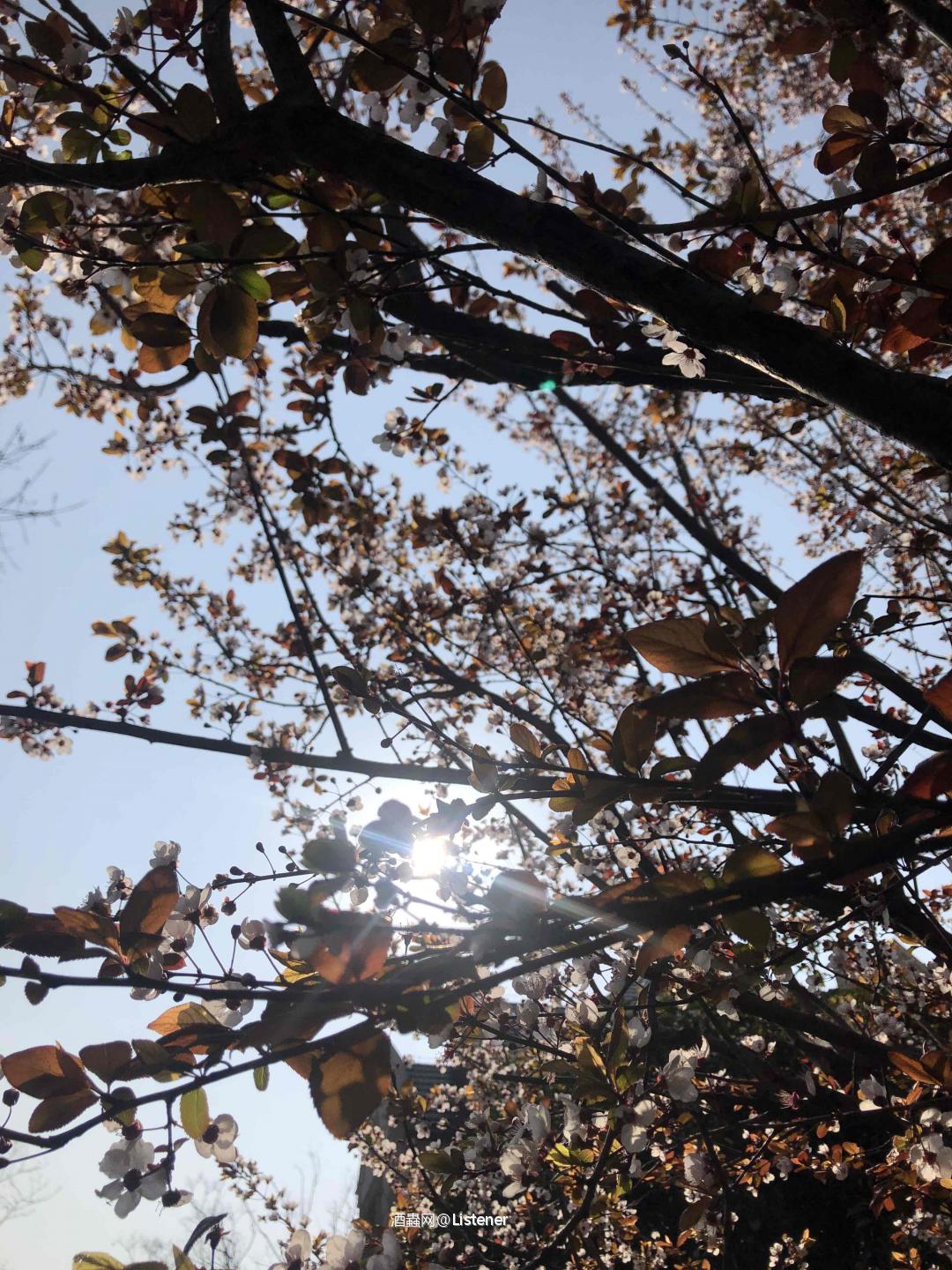 晚上喝酒，白天插花