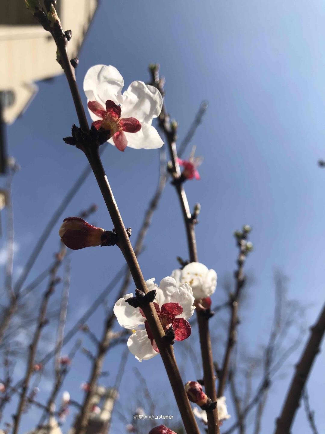 晚上喝酒，白天插花