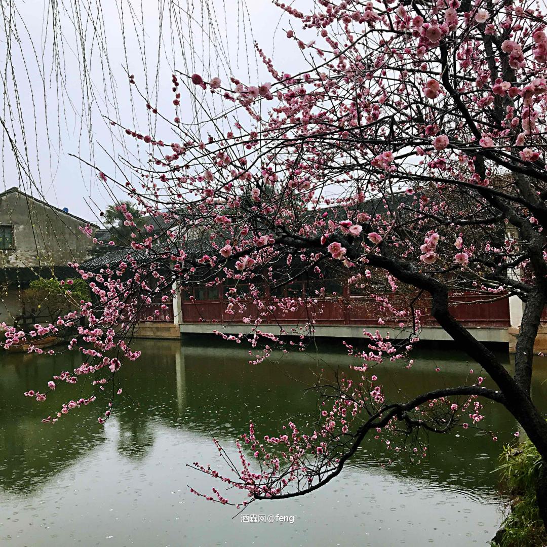 一杯清茶一瓶雅柏～