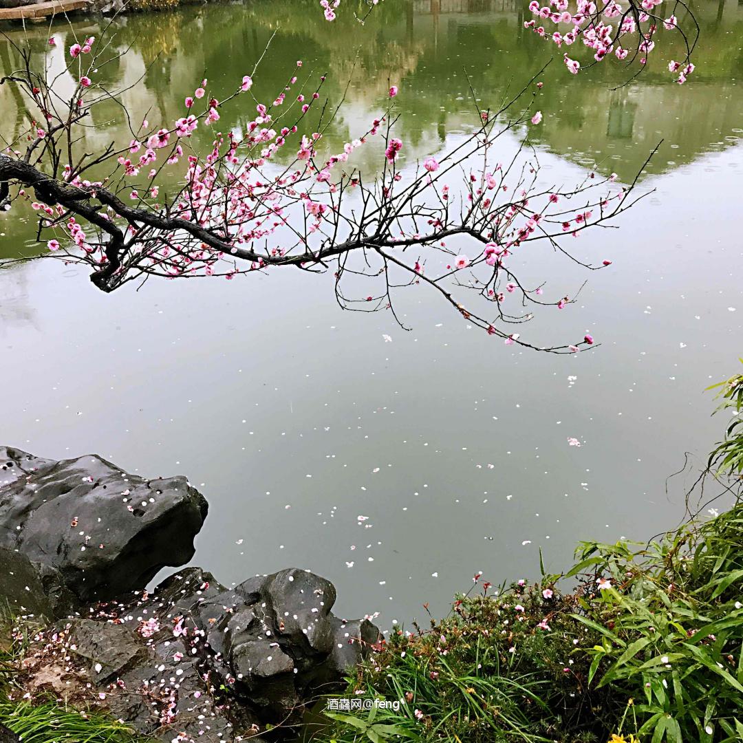 一杯清茶一瓶雅柏～