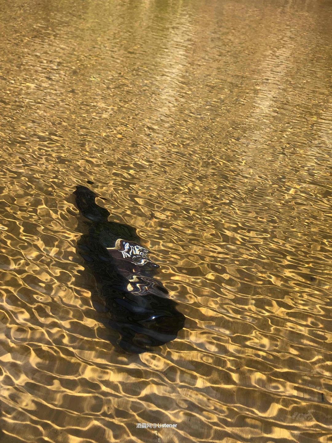 料峭三月醉雅柏