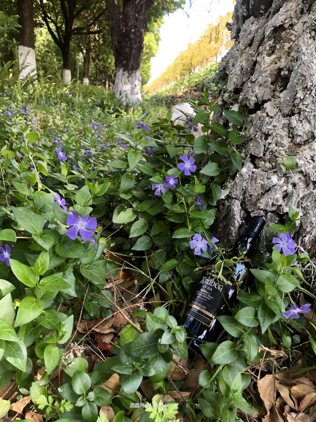 料峭三月醉雅柏