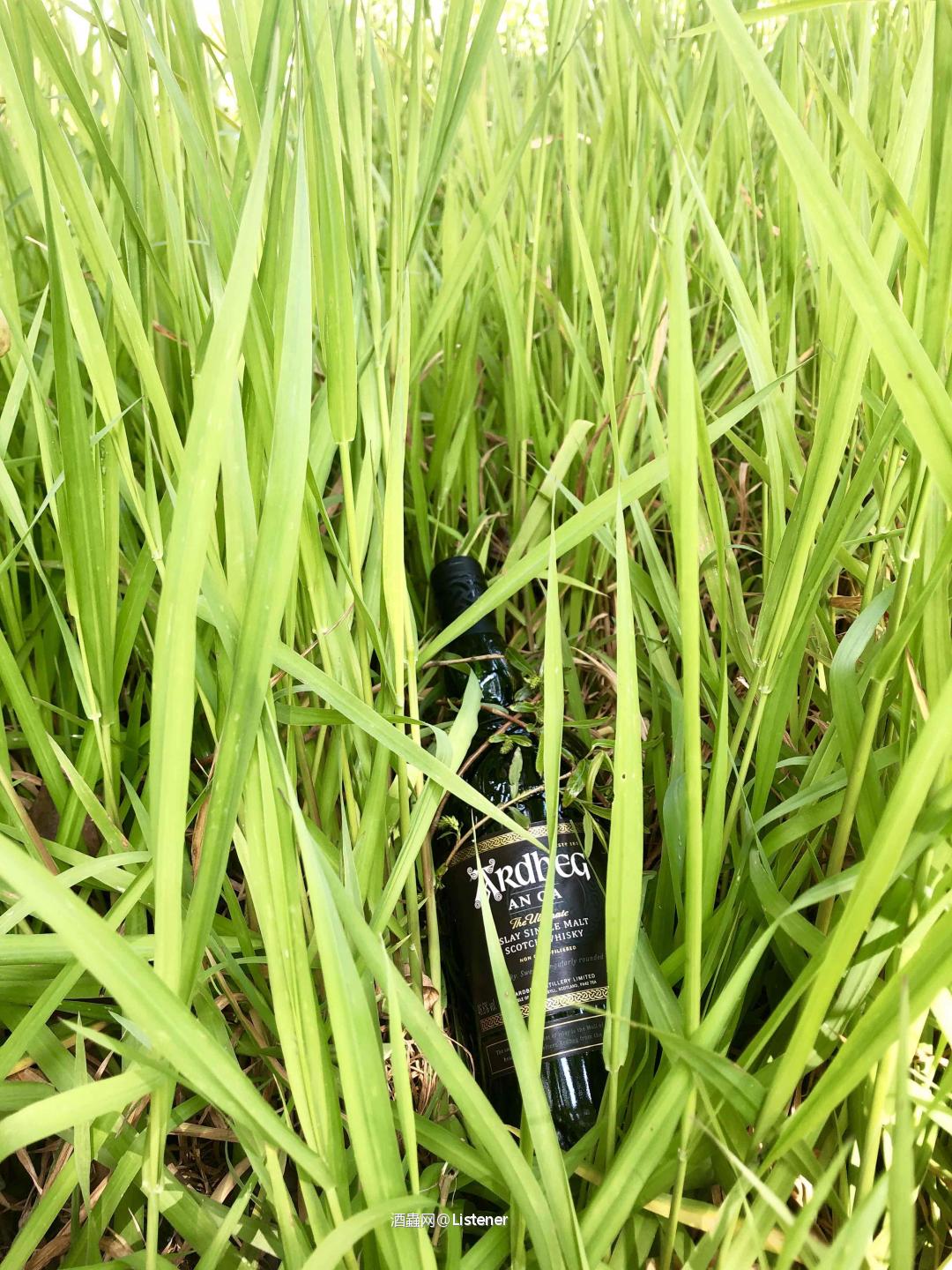 料峭三月醉雅柏