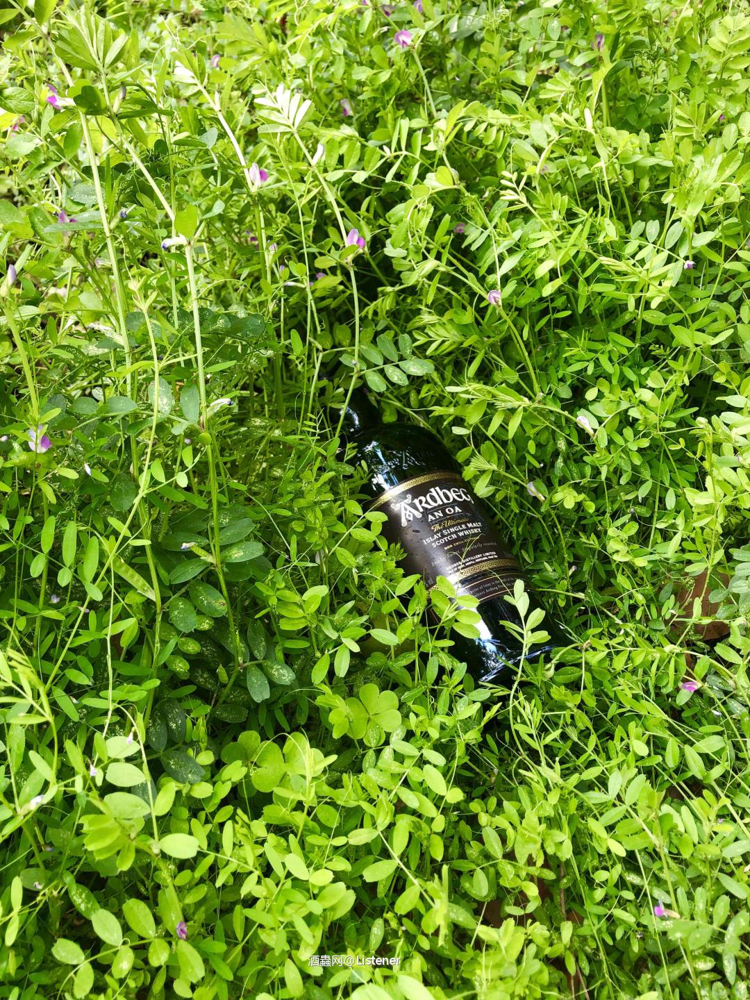 料峭三月醉雅柏