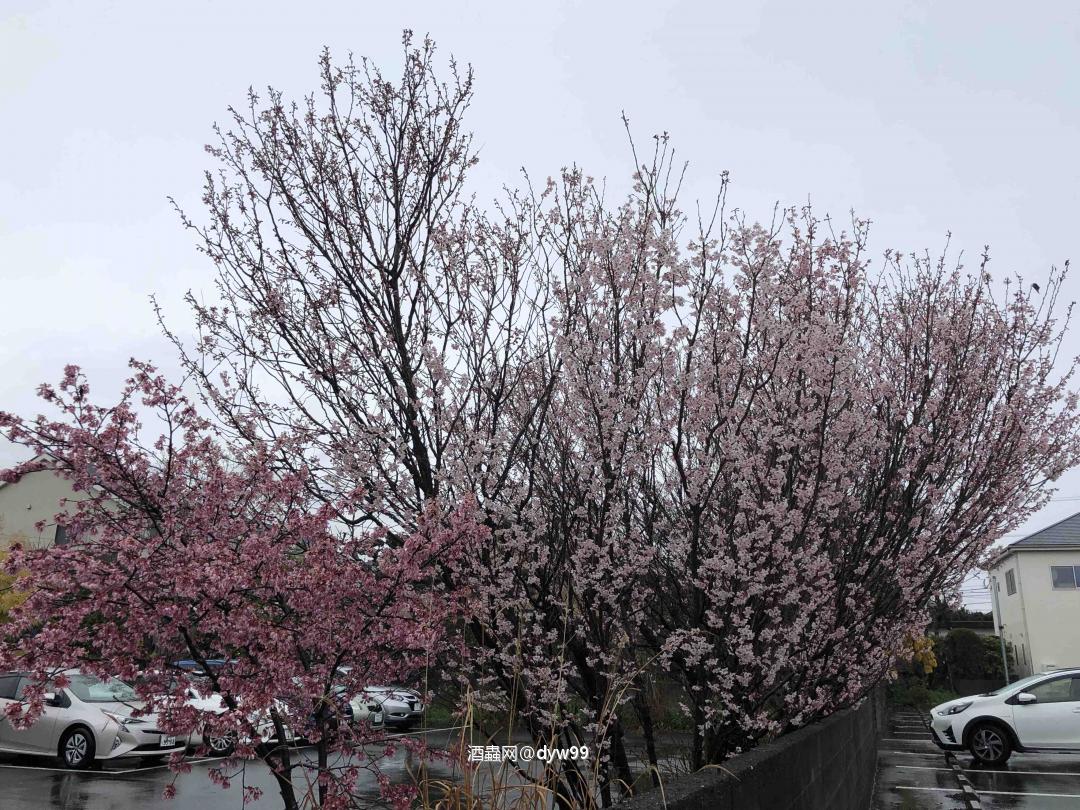 料峭三月醉雅柏