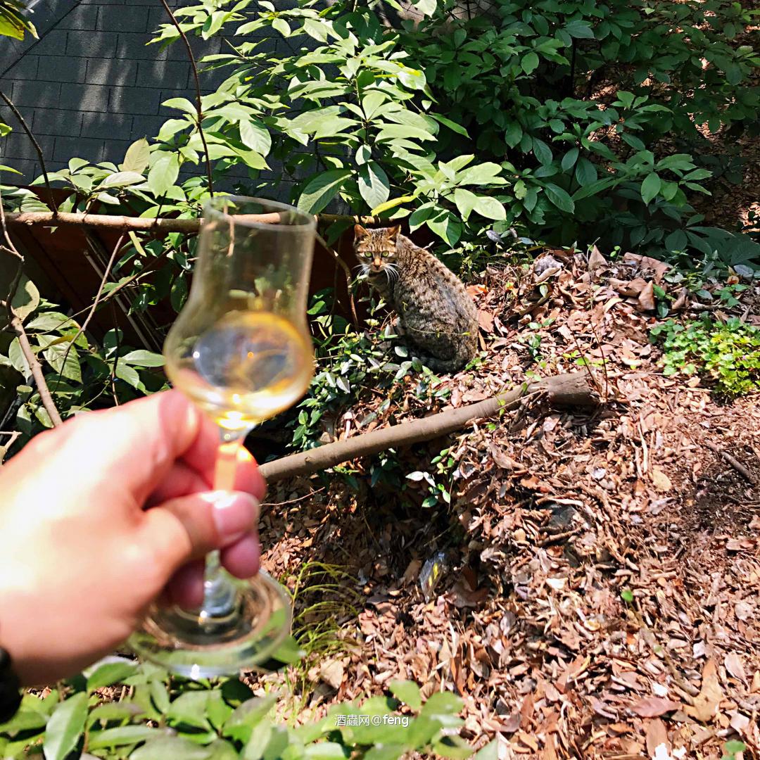 初春，带着走路哥踏青郊游