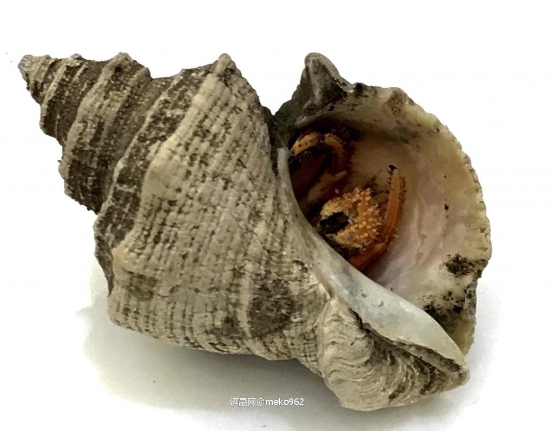 今晚敬老，與Uncle們喝Johnny Walker（粵語：約翰走佬）