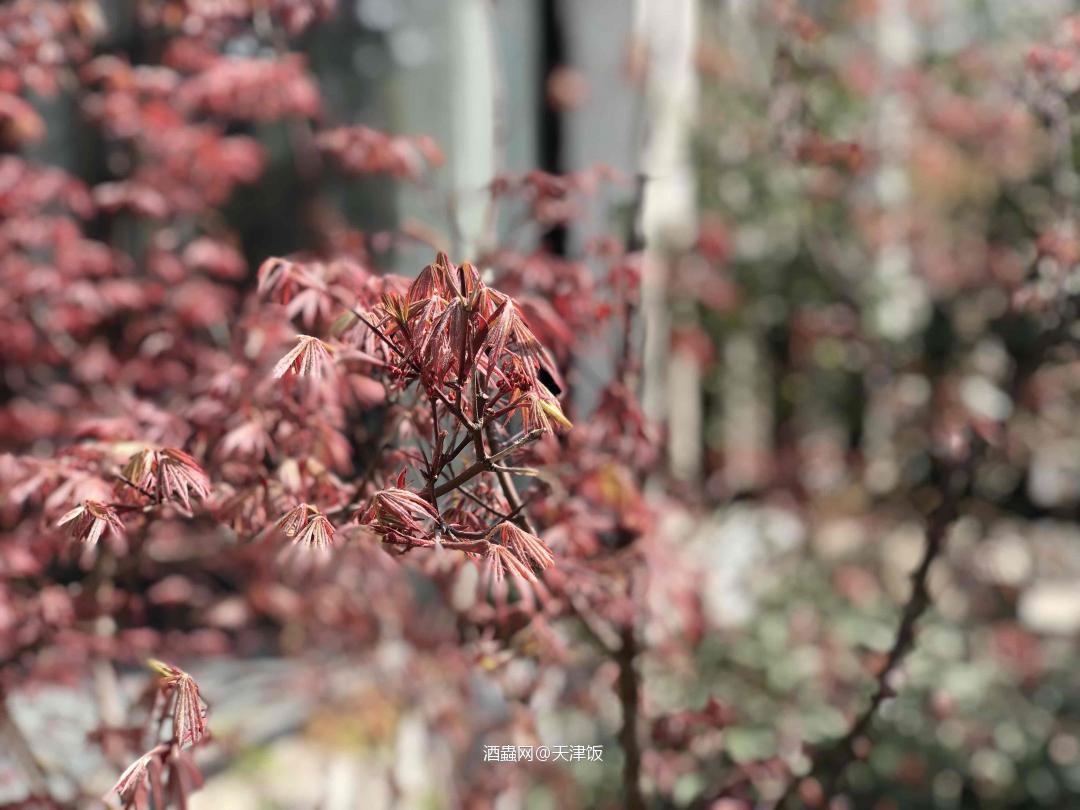 一个惬意的上午<img src='https://sdata.whiskyworm.com/xcxpics/emoji_77.png' class='emoji' />