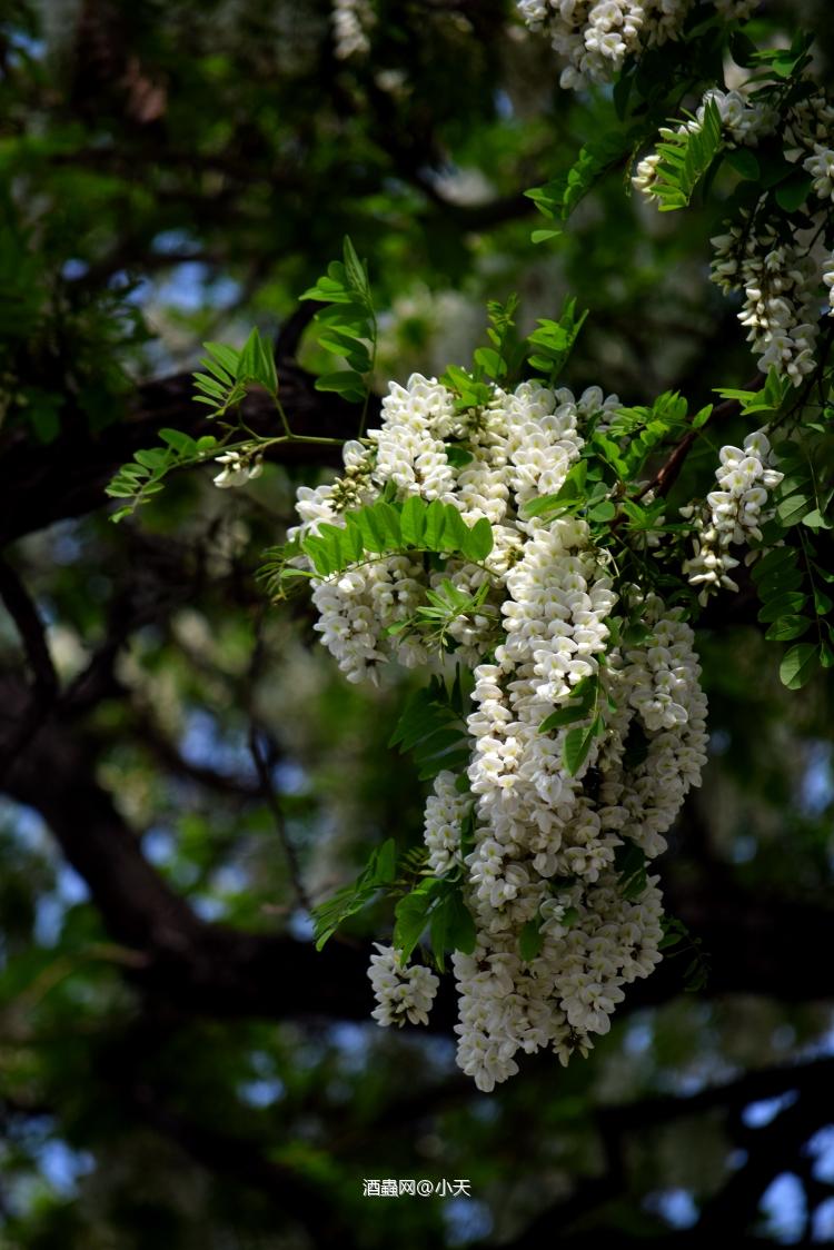 醉了的乡愁，香。