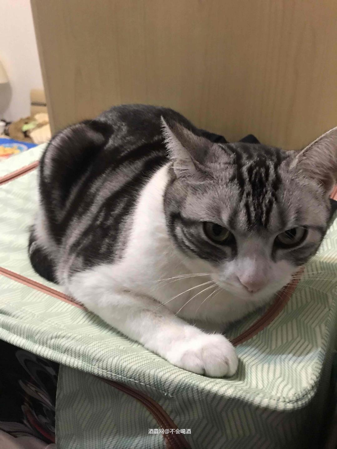 每次持灰都只能到一半<img src='https://sdata.whiskyworm.com/xcxpics/emoji_65.png' class='emoji' /><img src='https://sdata.whiskyworm.com/xcxpics/emoji_65.png' class='emoji' /><img src='https://sdata.whiskyworm.com/xcxpics/emoji_65.png' class='emoji' />