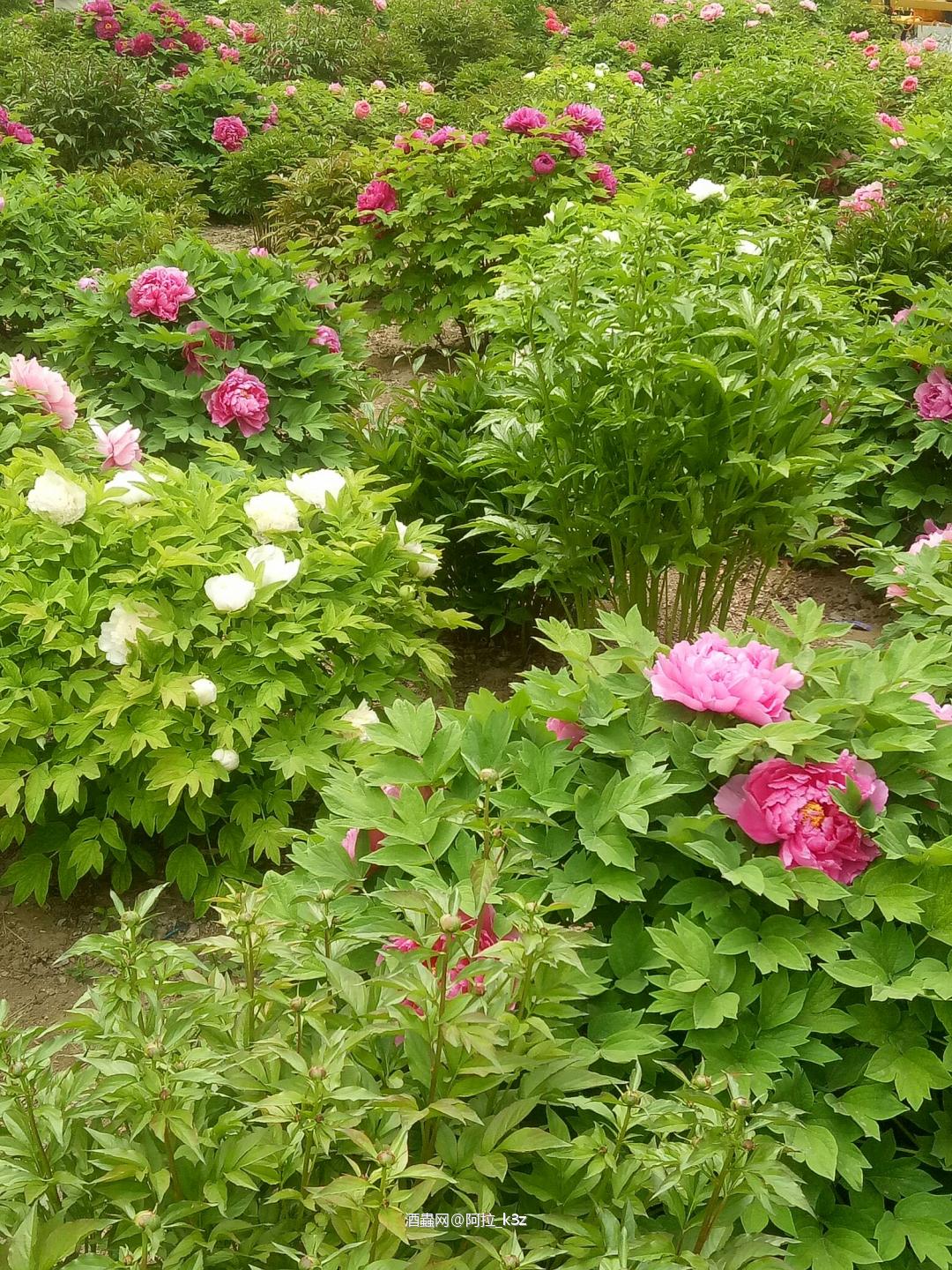 酒虫网络最近是怎么了😳😳我原来的会员号怎么找不回来了😓