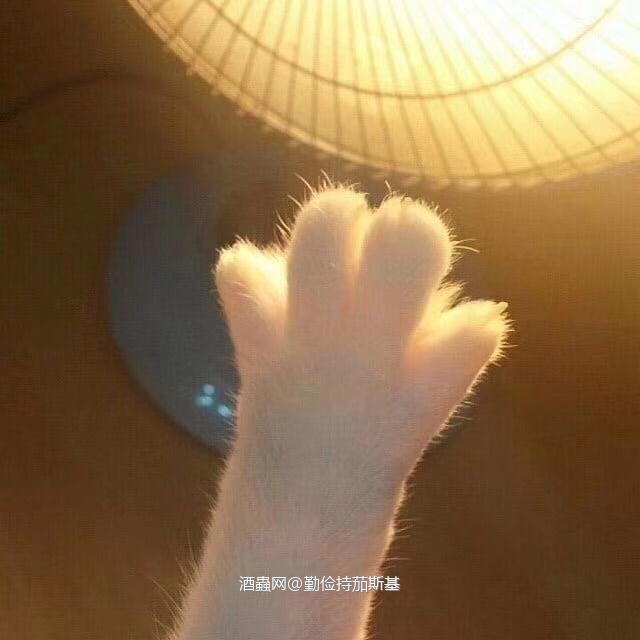 今晚还有人抢么