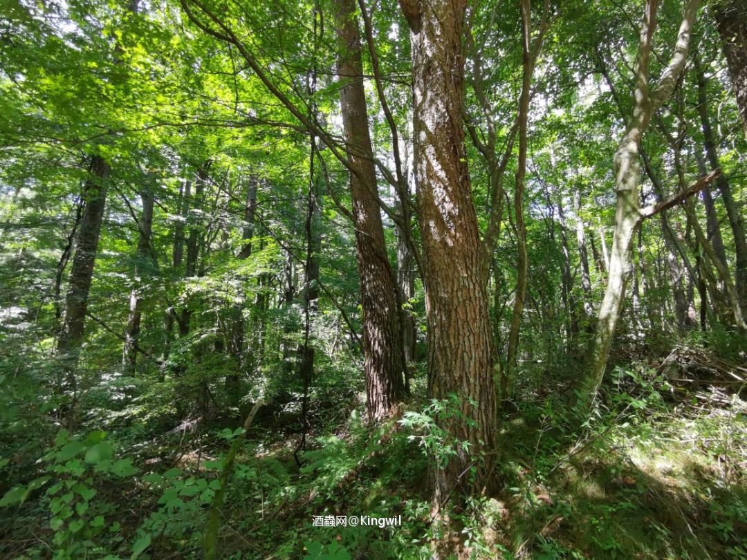 Mars信州酒厂周边游览 探访駒ケ岳水源地