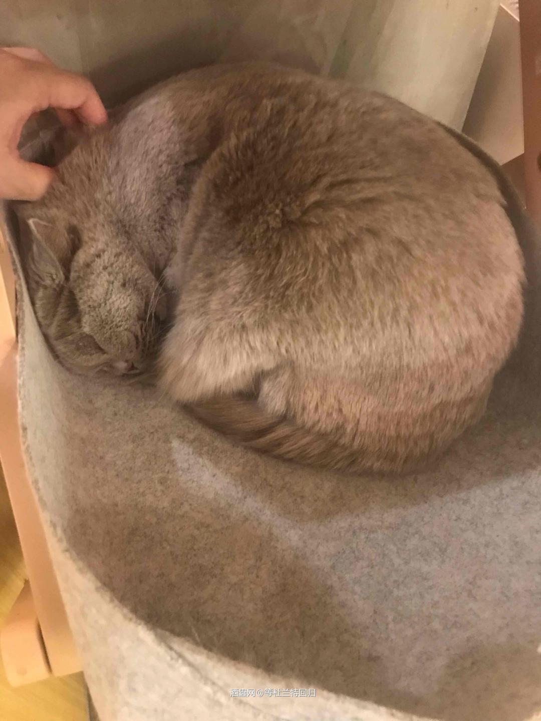 这个游戏太好玩了哈哈哈