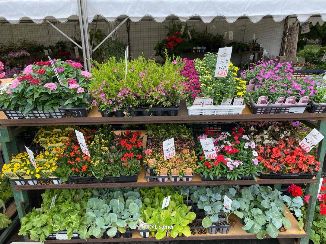 我那款秋日里的威士忌