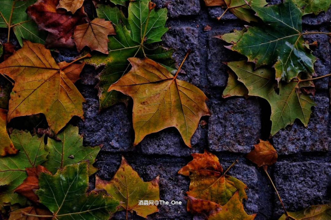 艾伯迪12好喝易饮