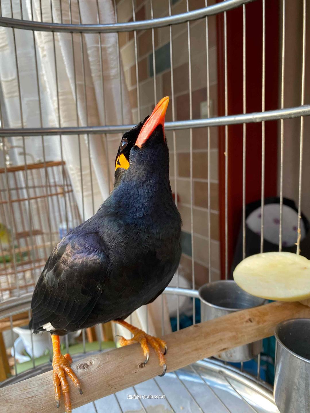 北京的春天很短，终于温度可以适合在户外活动了，享受一下自己烤…