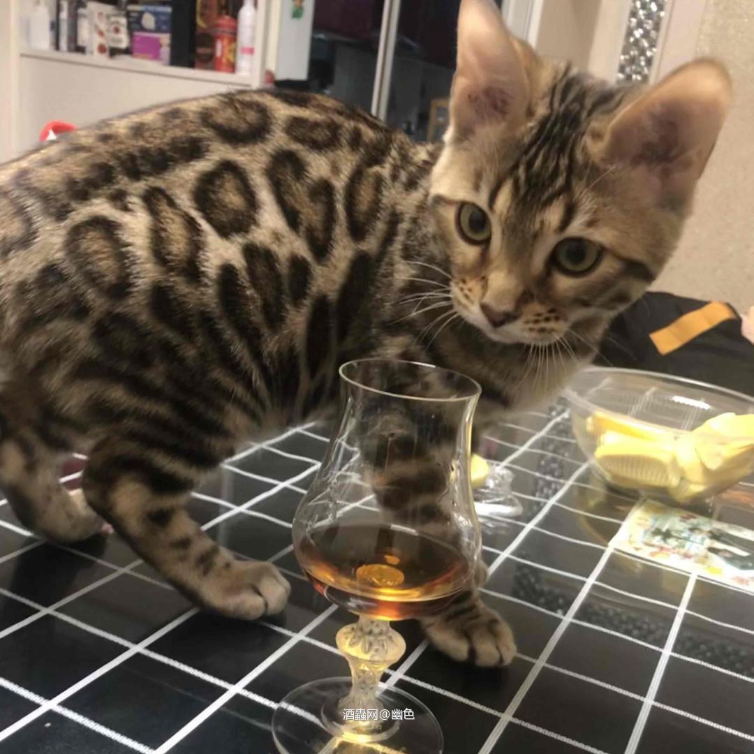 whiskey 陪我喝酒<img src='https://sdata.whiskyworm.com/xcxpics/emoji_14.png' class='emoji' />